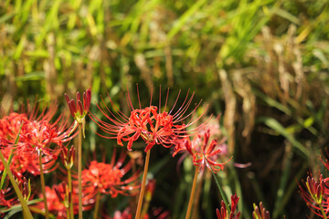 Sunset sunflowers, red spider lilies, autumn