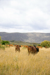 Cattle grazing in an open pasture in the countryside 