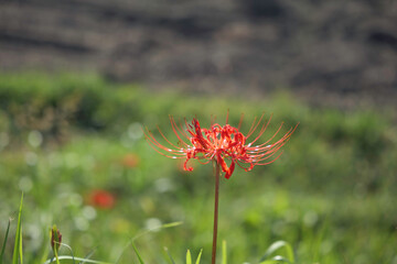 Sunset of Red spider lilies,lycoris ,radiata