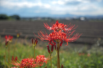 Autumn scenery and higanbana（Red spider lilies ,Lycoris radiata）