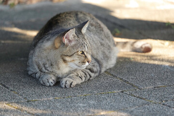 Relaxing American Shorthair, one cat	
