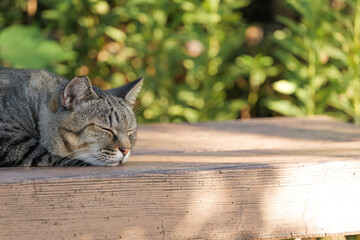 Relaxing American Shorthair, one cat 
