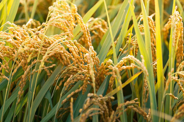 Obraz premium A field of golden rice with evening sun