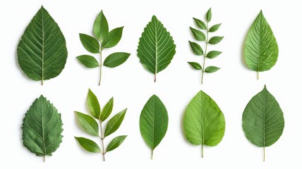 A beautiful collection of soft green leaves from various trees, meticulously arranged and isolated on a clean white background.