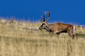 I cervi nella stagione degli amori - Parco Nazionale d'Abruzzo Lazio e Molise