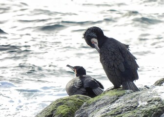 Cormorant resting in the Northern parts of Norway