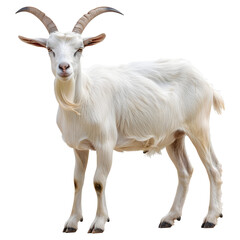 Fototapeta premium Goat white isolated on transparent background