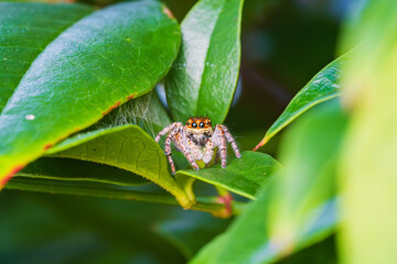 草むらでひっそりと獲物を待つハエトリグモ