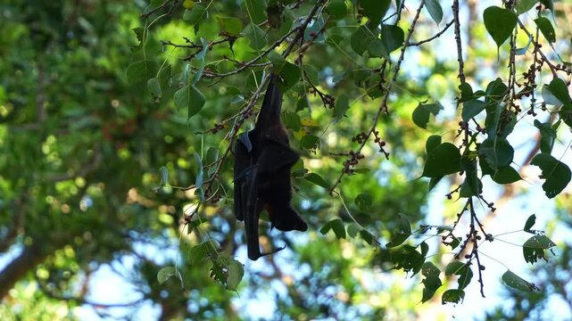 Wild little red flying-fox (pteropus scapulatus) hanging upside down the tree branch amidst lush green foliage, scratching its body and foraging the fruits, close up shot.