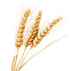 Wheat isolated on transparent background