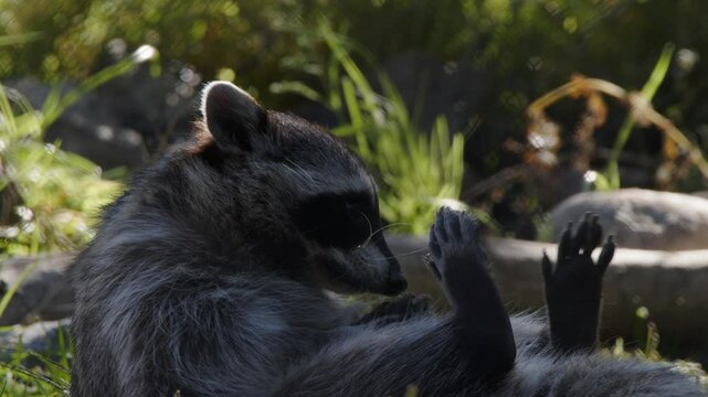 Cute raccoon plays with small stone on shaded forest ground, close-up