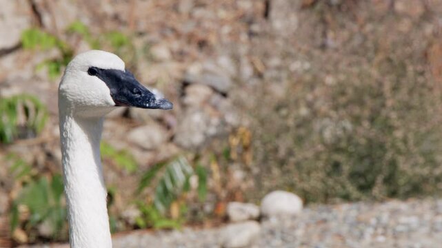 Head and neck of Trumpeter swan face and beak, closeup with copy space