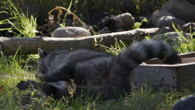 Adorable, fun raccoon lying on back plays with rock with her paws