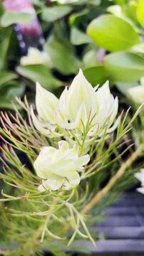 Close up view of Bouquet, bunch Ivory- white of Blushing Bride (Serruria)flower moving gentle in sunny spring background. Vertical video.