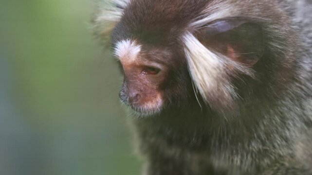 Cute and curious common marmoset (Callithrix jacchus), a tiny primate wondering around the surroundings, close up shot.