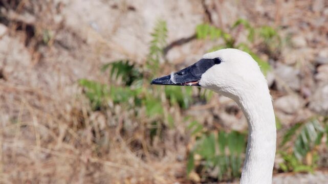 Trumpeter swan close-up: swan looks off frame and then to camera