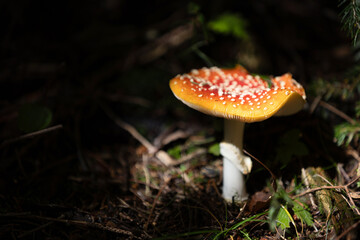Beautiful fly agaric in forest macro view