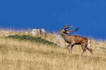 I cervi nella stagione degli amori - Parco Nazionale d'Abruzzo Lazio e Molise