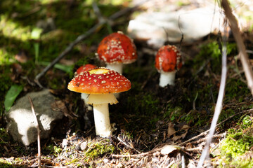Beautiful three fly agaric family in forest, macro view close-up