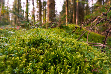 A forest filled with lots of green moss covered trees and ground. Green moss, background.