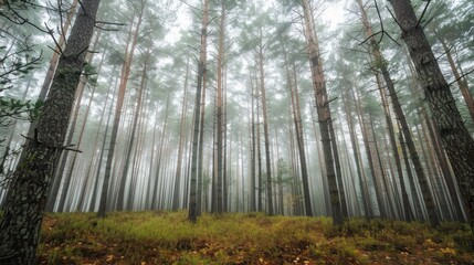 Tall Pine Trees in a Misty Forest