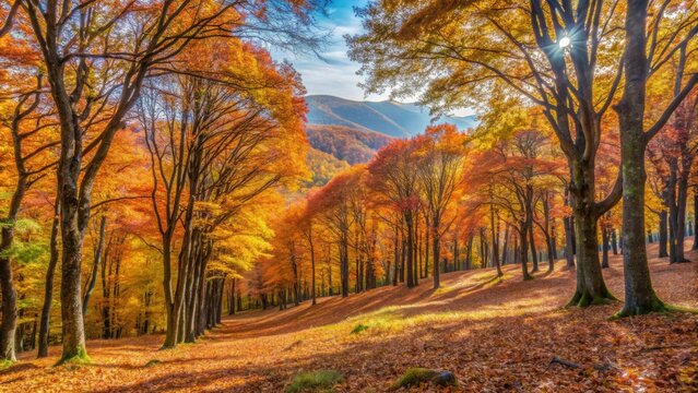 Beautiful chestnut woods in the Amiata Mountain during autumn with vivid colors, chestnut woods, Amiata Mountain