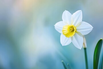 Fototapeta premium Serene daffodil bloom in soft-focus spring setting