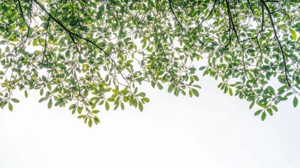 Fresh green tree leaves soft sky background