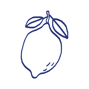 Lime or lemon. Citrus fruit. Hand drawn sketch. Blue pen or marker drawing. Primitive kids picture. Vector illustration
