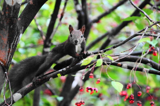 Cute wild Hokkaido red squirrel among red spindle tree berries