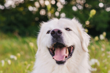 Cute large white dog front view portrait. Great Pyrenees dog with tounge out outdoors headshot.