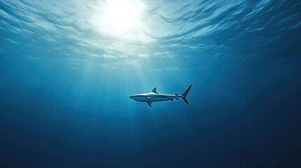 Fototapeta premium A lone shark swimming through the deep blue sea, with space for text on the vast water background.