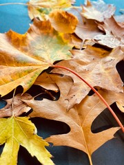 autumn leaves on the ground