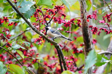 Obraz premium Japanese tit perched on a Korean spindle tree branch eating red fruit