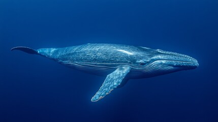 Naklejka premium A humpback whale swims gracefully through the deep blue ocean, its massive body illuminated by the sunlight filtering through the water.