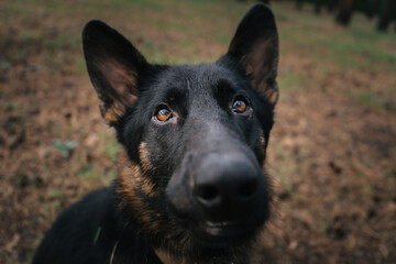 Close-up of a German Shepherd looking attentively during a training session in nature