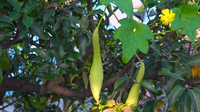 Luffa (Turai) Vine with Yellow Flowers in an Indian Organic Garden