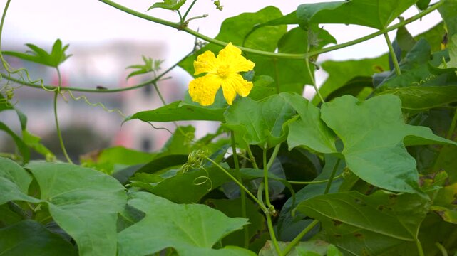Luffa (Turai) Vine with Yellow Flowers in an Indian Organic Garden