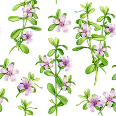 Bacopa medicinal plant vintage style seamless pattern. Hand drawn adaptogenic bacopa monnieri watercolor botanical illustration. Brahmi herb ayurveda medicine seamless pattern on white background