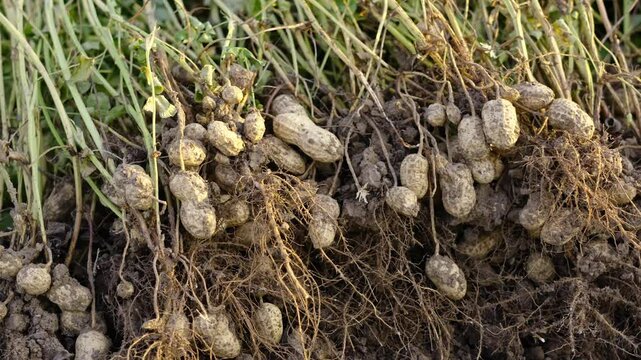 fresh harvested peanuts with roots in a field. harvest of peanut plants.