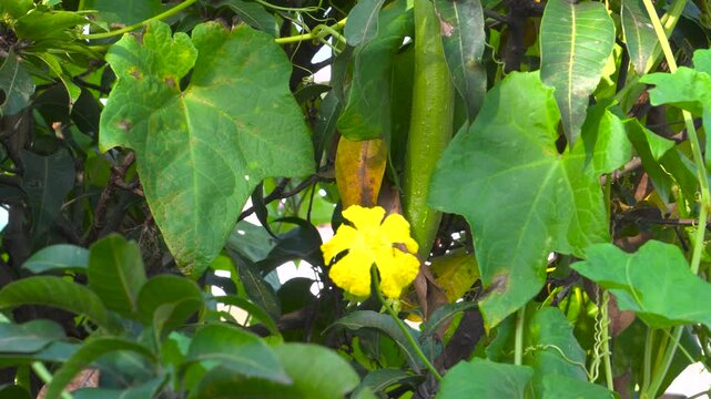Luffa (Turai) Vine with Yellow Flowers in an Indian Organic Garden