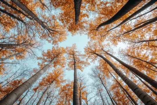 A serene forest canopy view, showcasing tall trees with brilliant orange leaves against a clear blue sky, creating a tranquil and immersive natural scene.