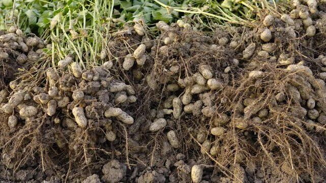 fresh harvested peanuts with roots in a field. harvest of peanut plants.