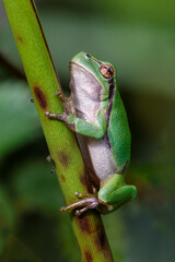 european tree frog