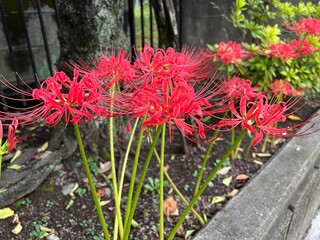 秋の花壇に咲くヒガンバナ・リコリス･ラディアータ