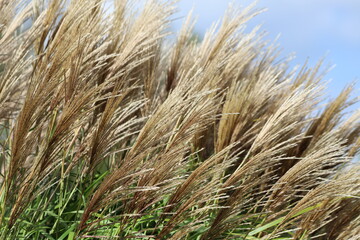 Deciduous ornamental grass, Miscanthus sinensus in garden.