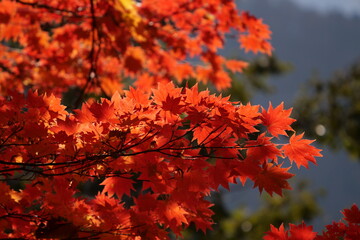 白山公園線の紅葉