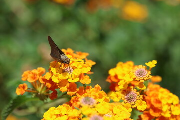 Gegenes pumilio (pigmy skipper) on lantana flower
