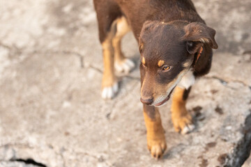 Brown stray mutt puppy standing, top view. Mixed-breed dog