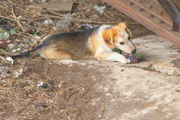 Sad stray mutt puppy lying down outdoor with the toy. Mix Breed street dog
